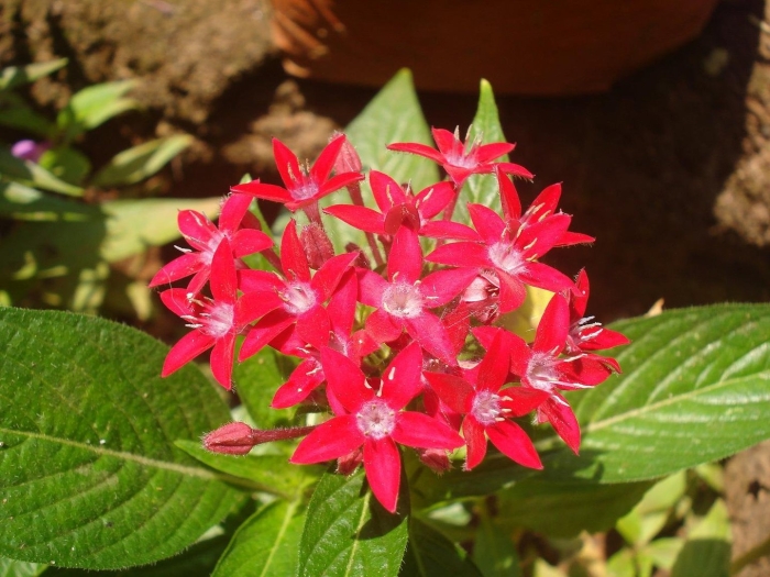 Пентас египетская звезда