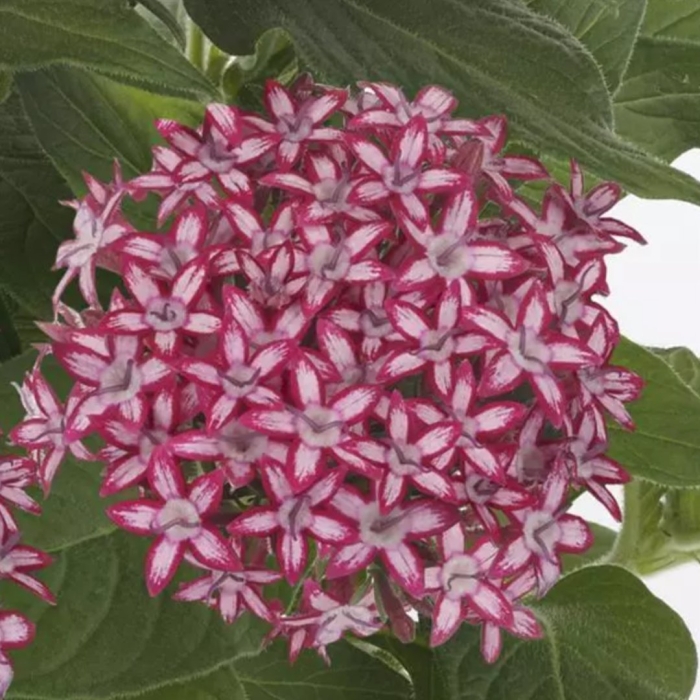 Пентас glitterati red star