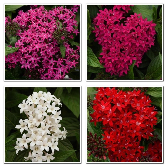 Пентас виолет