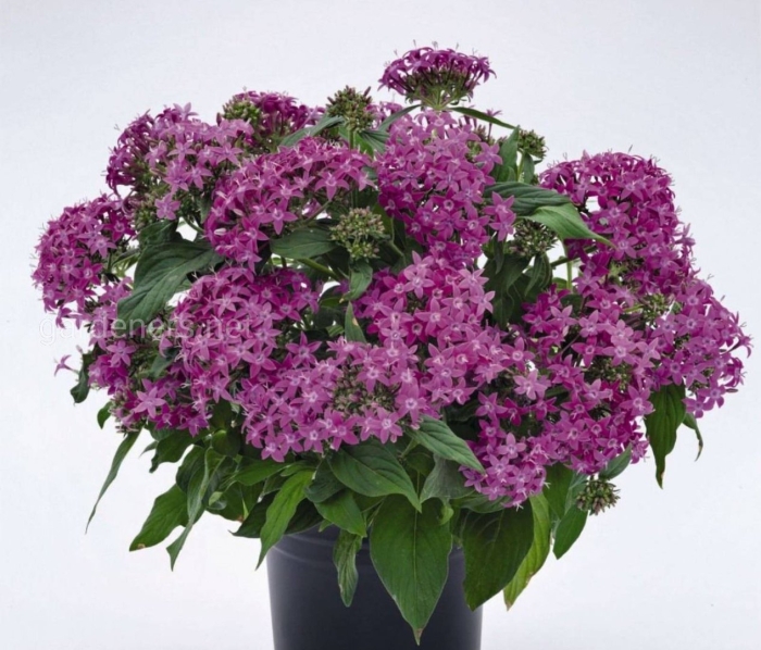 Пентас ланцетный