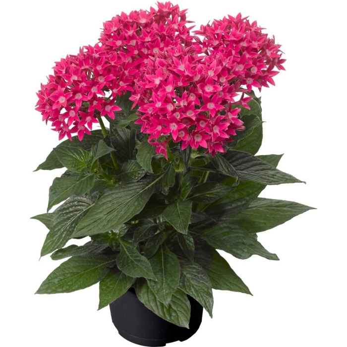 Пентас старла