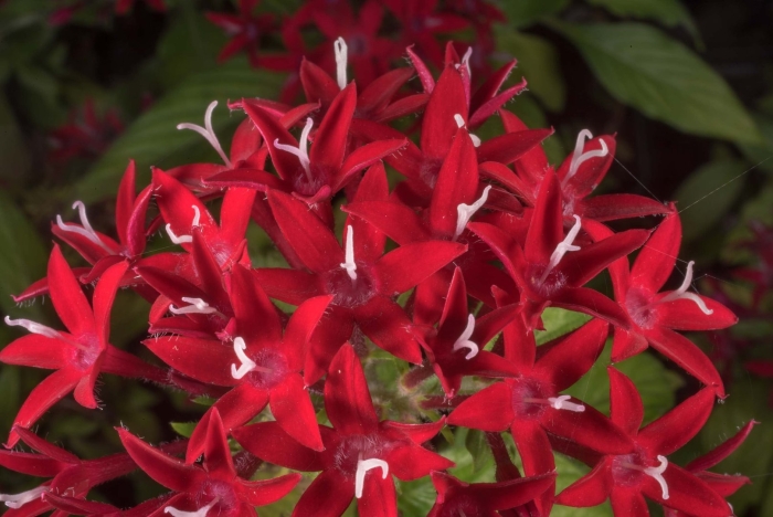 Пентас египетская звезда