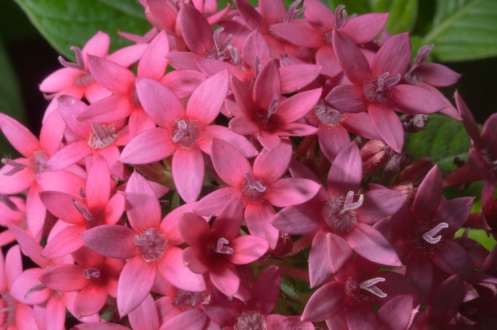 Пентас ланцетовидный