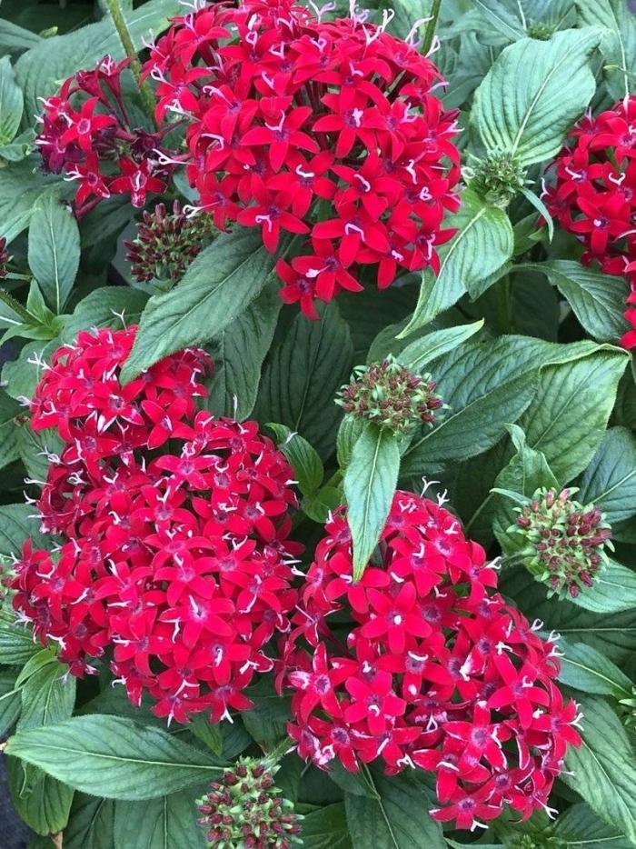 Пентас ланцетовидный