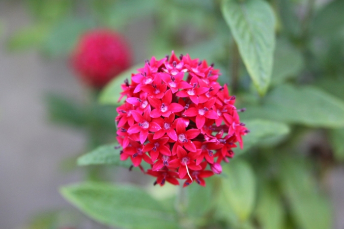 Пентас ланцетный