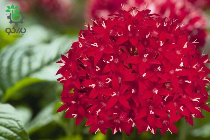 Пентас ланцетовидный