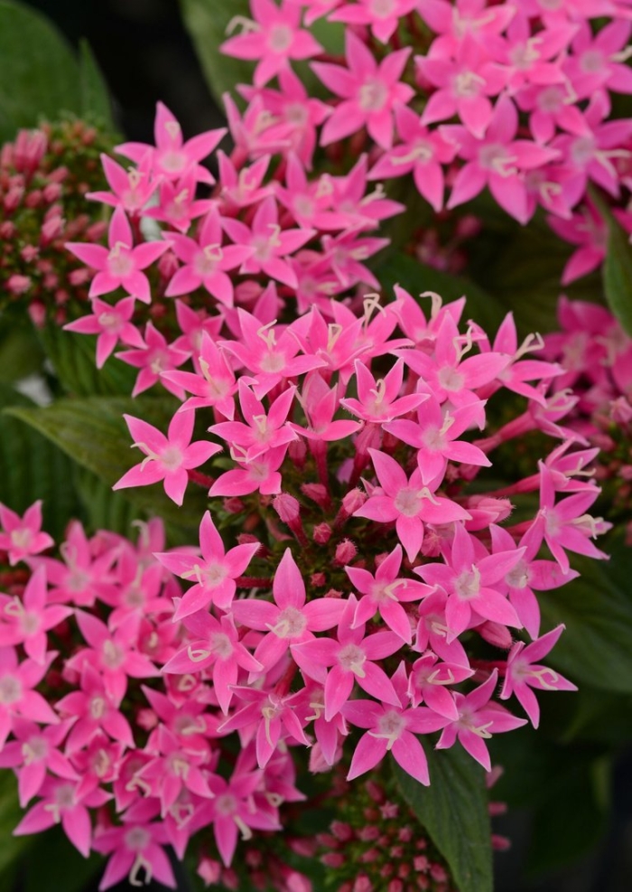 Пентас старла