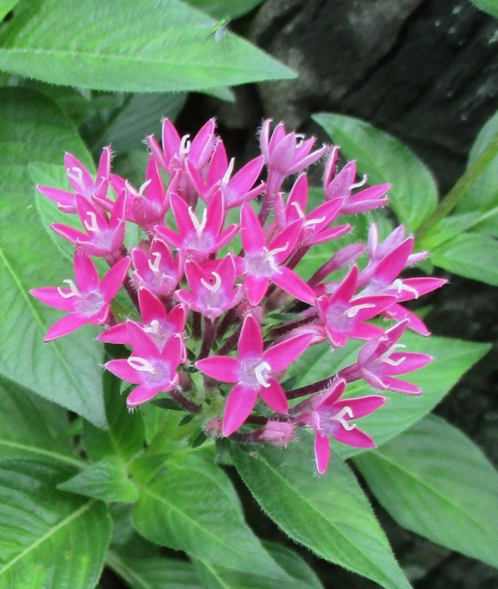 Pentas lanceolata