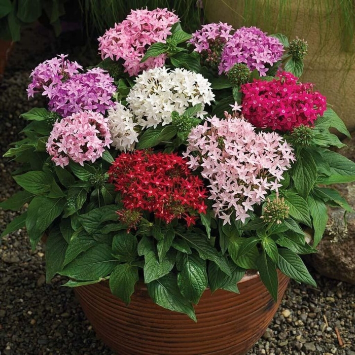 Пентас ланцетовидный