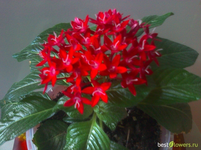 Пентас красный