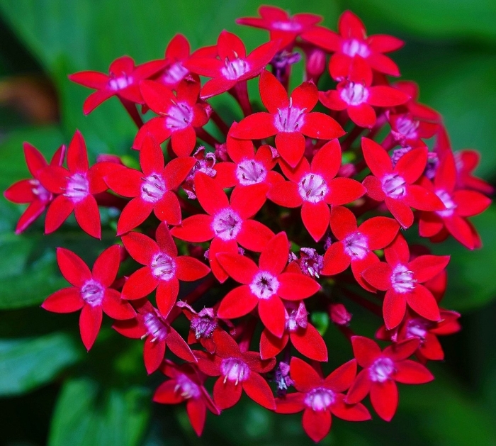 Pentas lanceolata