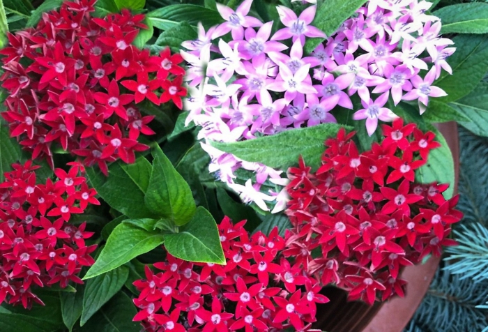 Пентас цветок выращивание