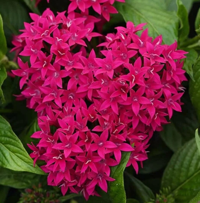 Пентас ланцетовидный