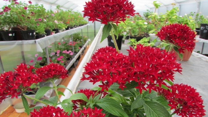 Пентас цветок выращивание из семян в домашних условиях