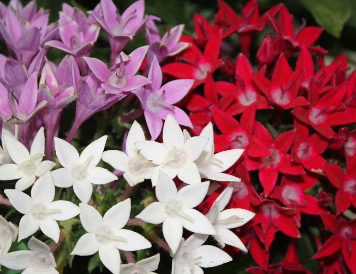 Пентас египетская звезда