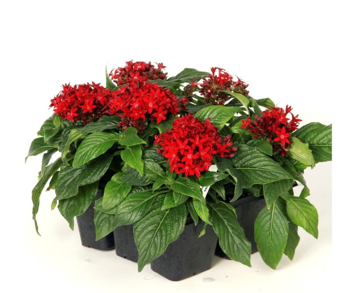 Пентас ланцетовидный