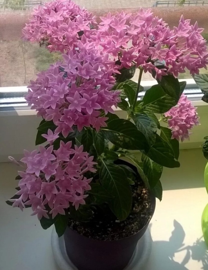 Пентас ланцетовидный