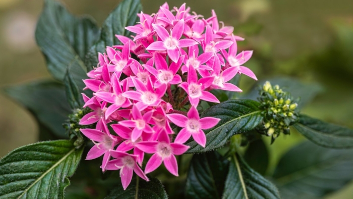 Пентас египетская звезда