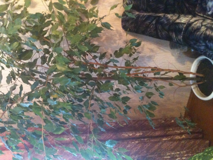 Бенджамина фикус