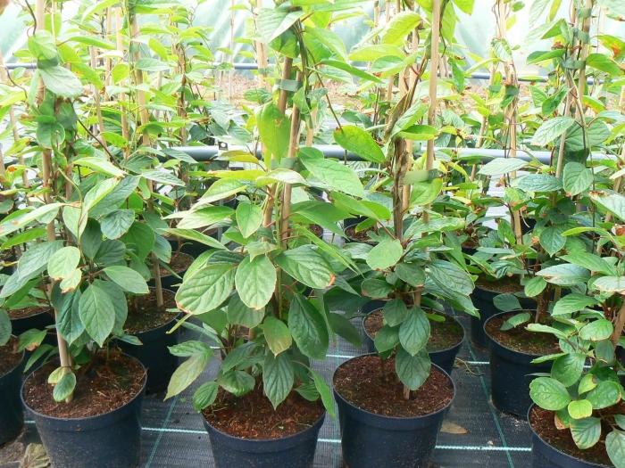 Лимонник комнатный