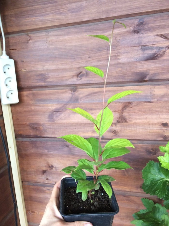 Саженцы лимонник китайский