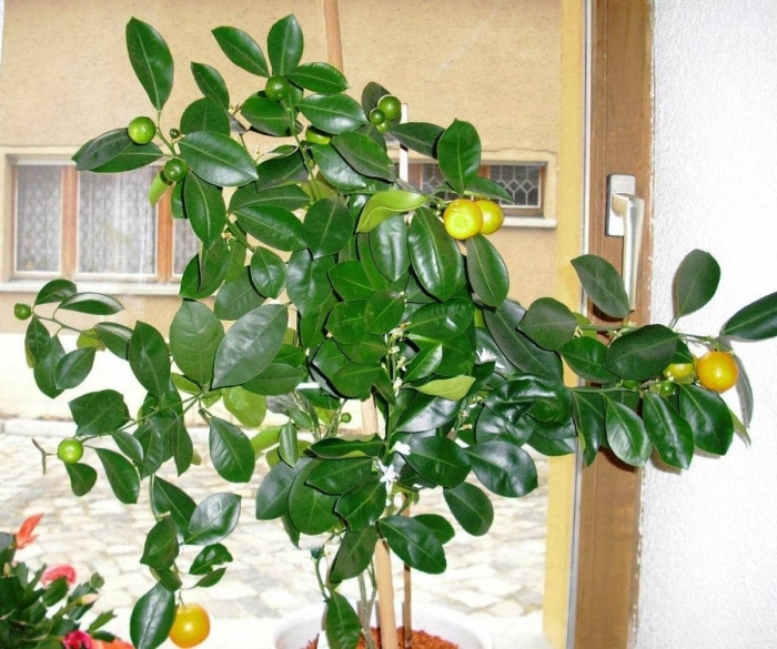 Лимонник комнатное растение