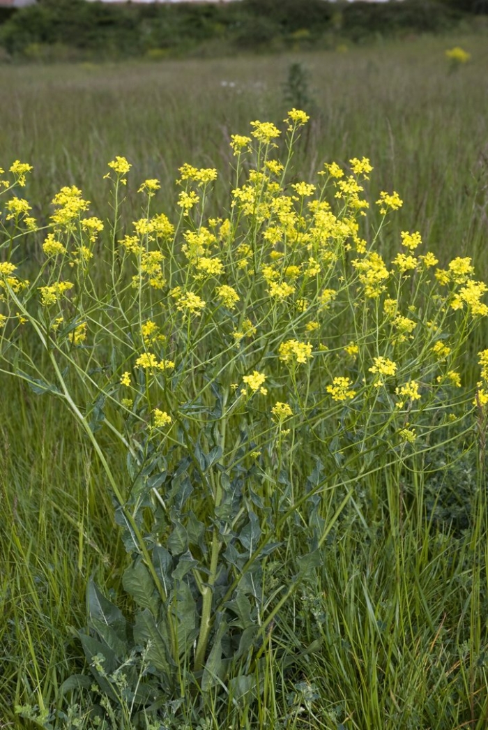 Сурепка свербига восточная