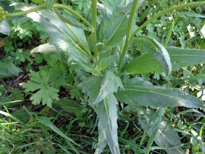 Свербига растение