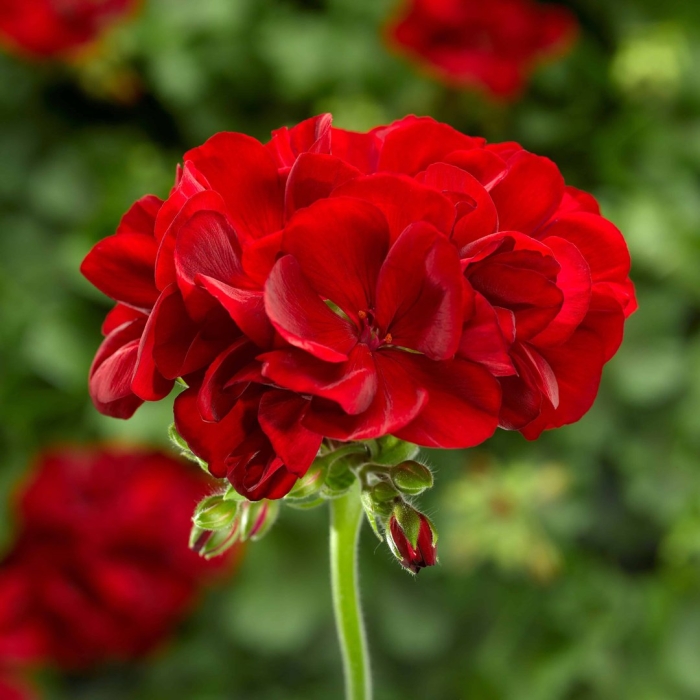 Пеларгония калиопе