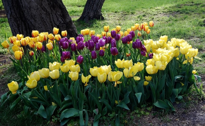 Тюльпановая клумба