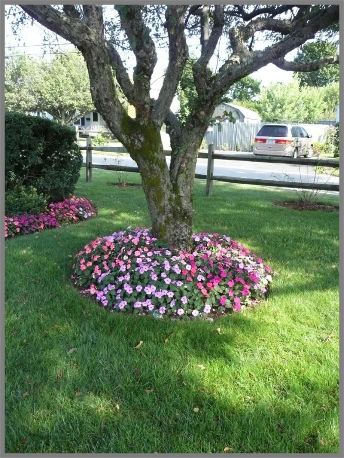 Приствольный круг вокруг яблони