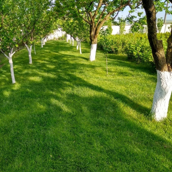 Яблоневые сады