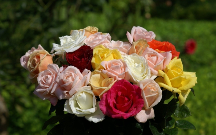 Розы разные