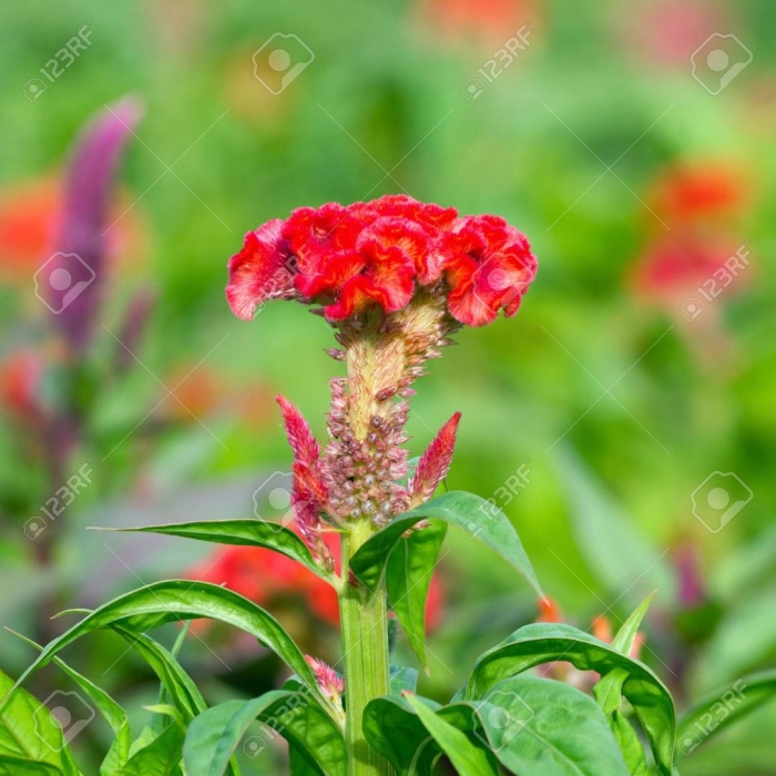 Целозия гребенчатая петушиный гребешок смесь