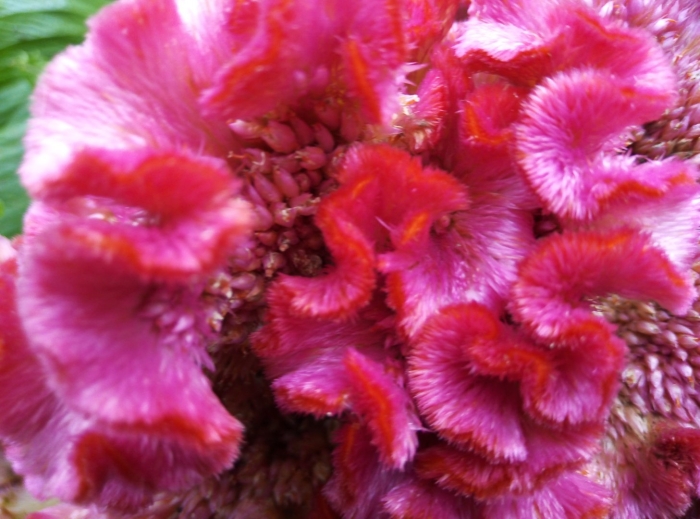 Цветы петушки гребешки целозия