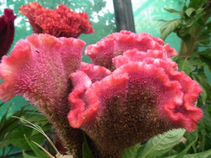 Гребенчатая целозия