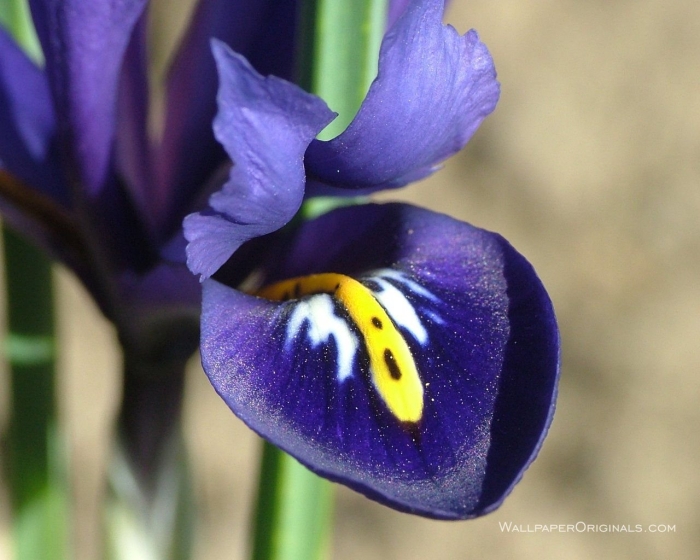 Цветок ирис