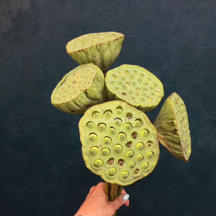 Коробочка лотоса