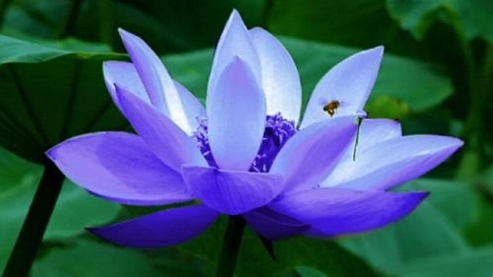 Голубой лотос орехоносный