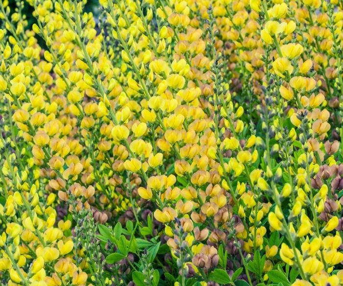 Baptisia tinctoria