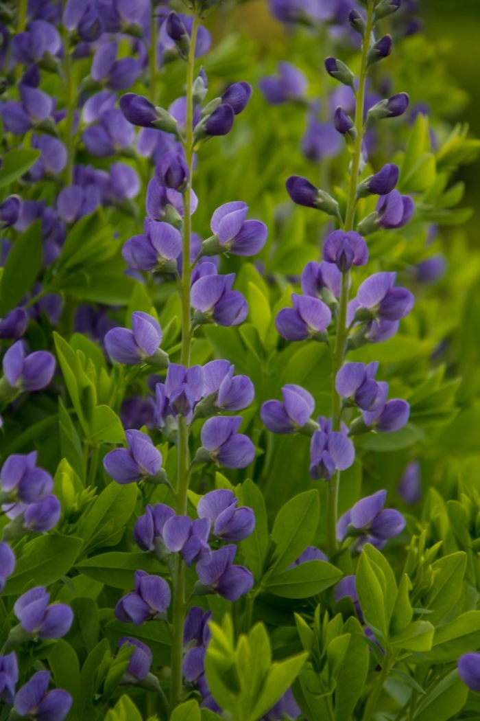 Баптизия wild indigo