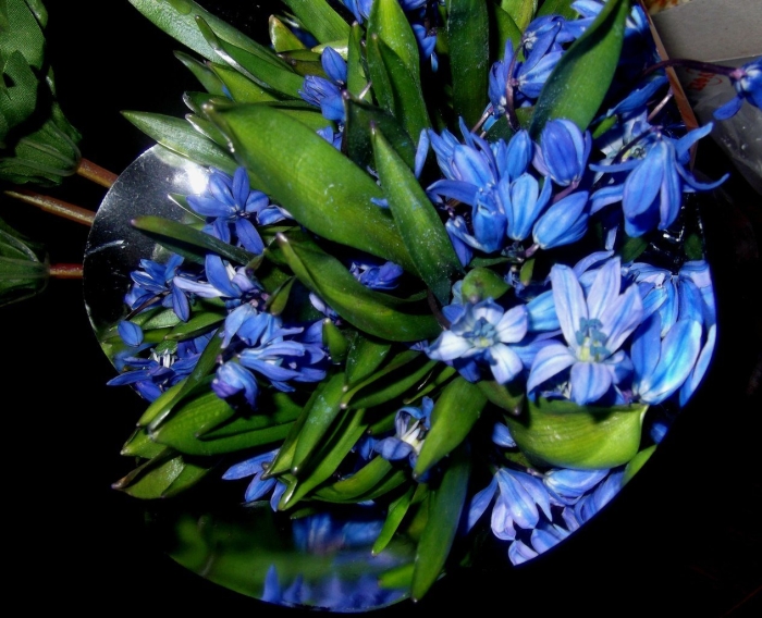 Индиго цветок