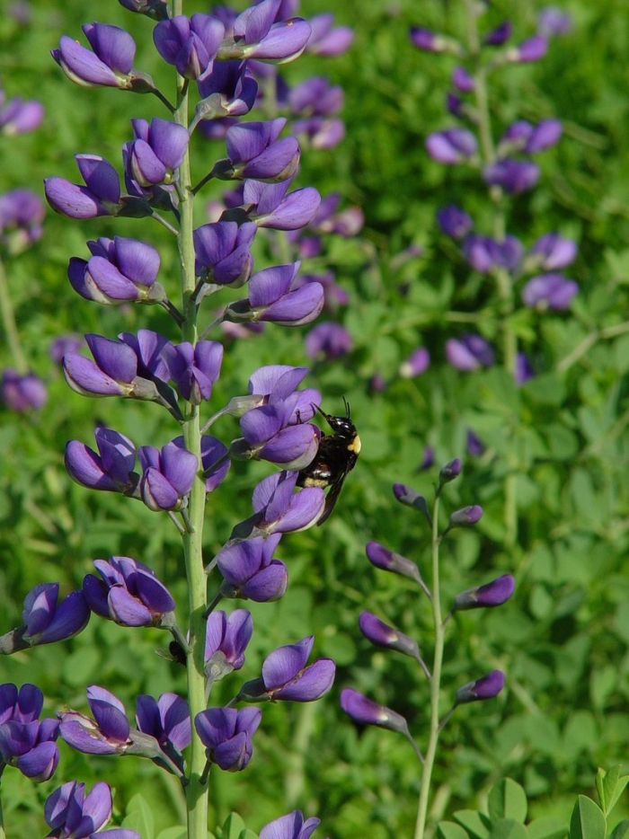 Baptisia australis