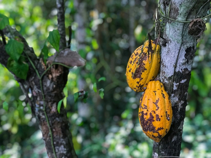 Theobroma cacao