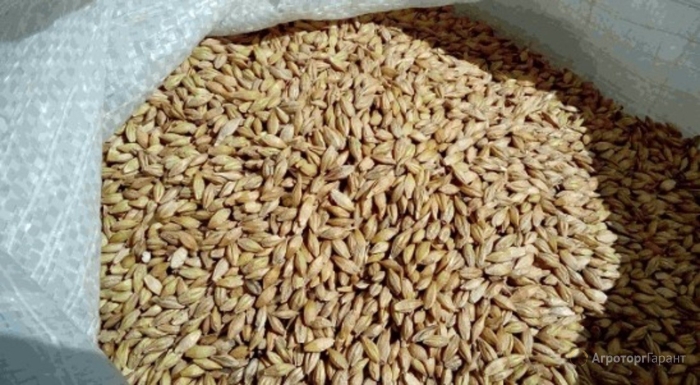 Солод пивоваренный ячменный