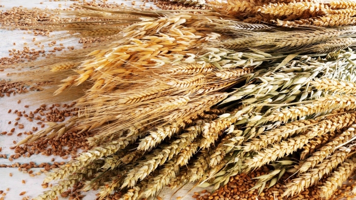 Пшеница рожь