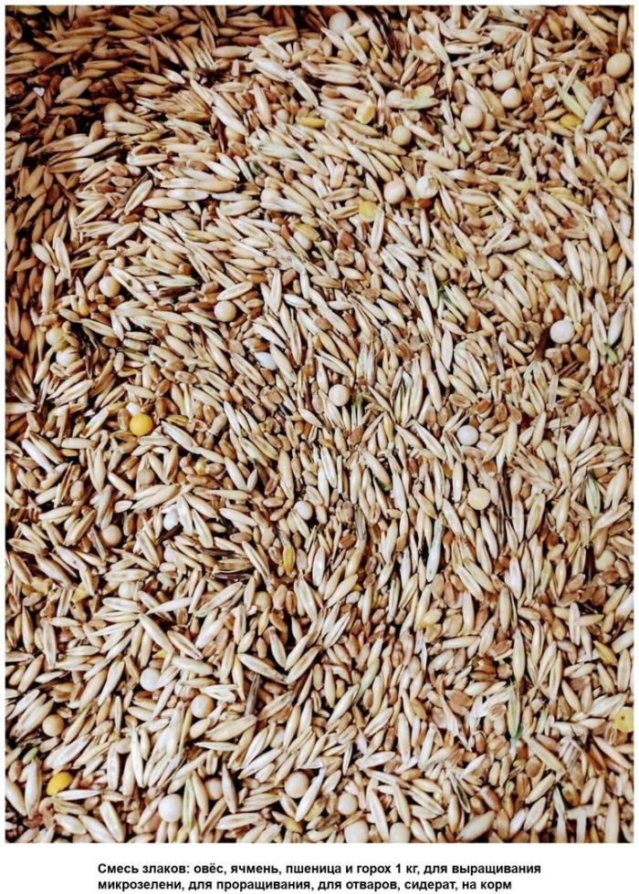 Овёс кормовой
