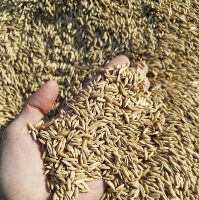 Овёс кормовой