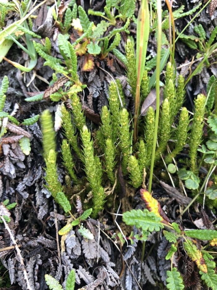 Selaginella selaginoides