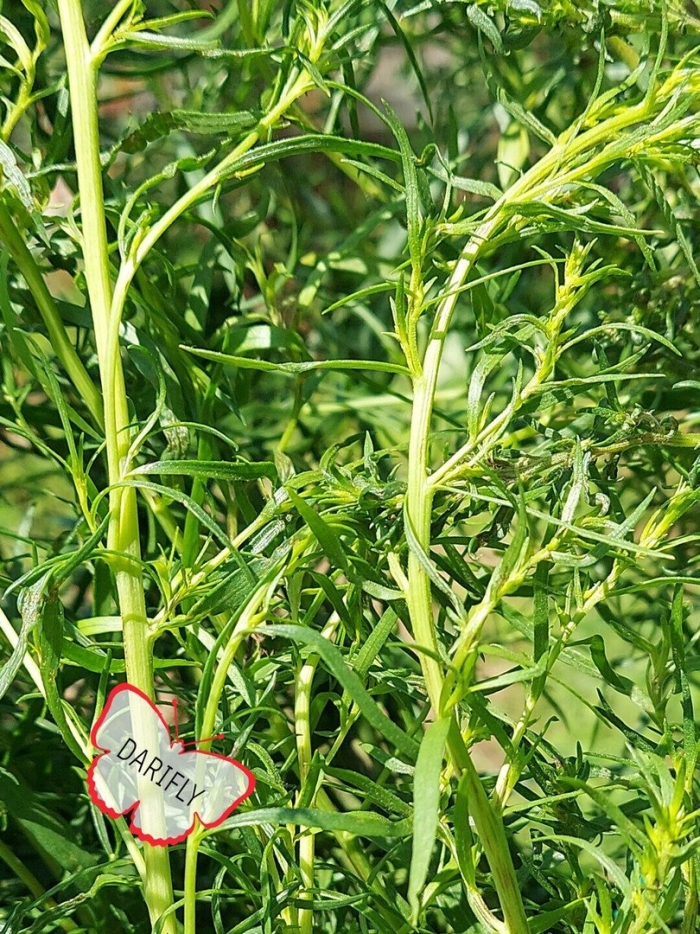 Тархун растение